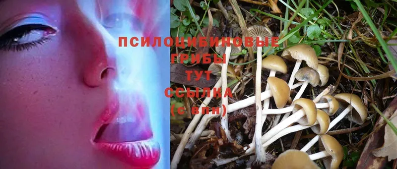 Псилоцибиновые грибы Cubensis  Билибино 